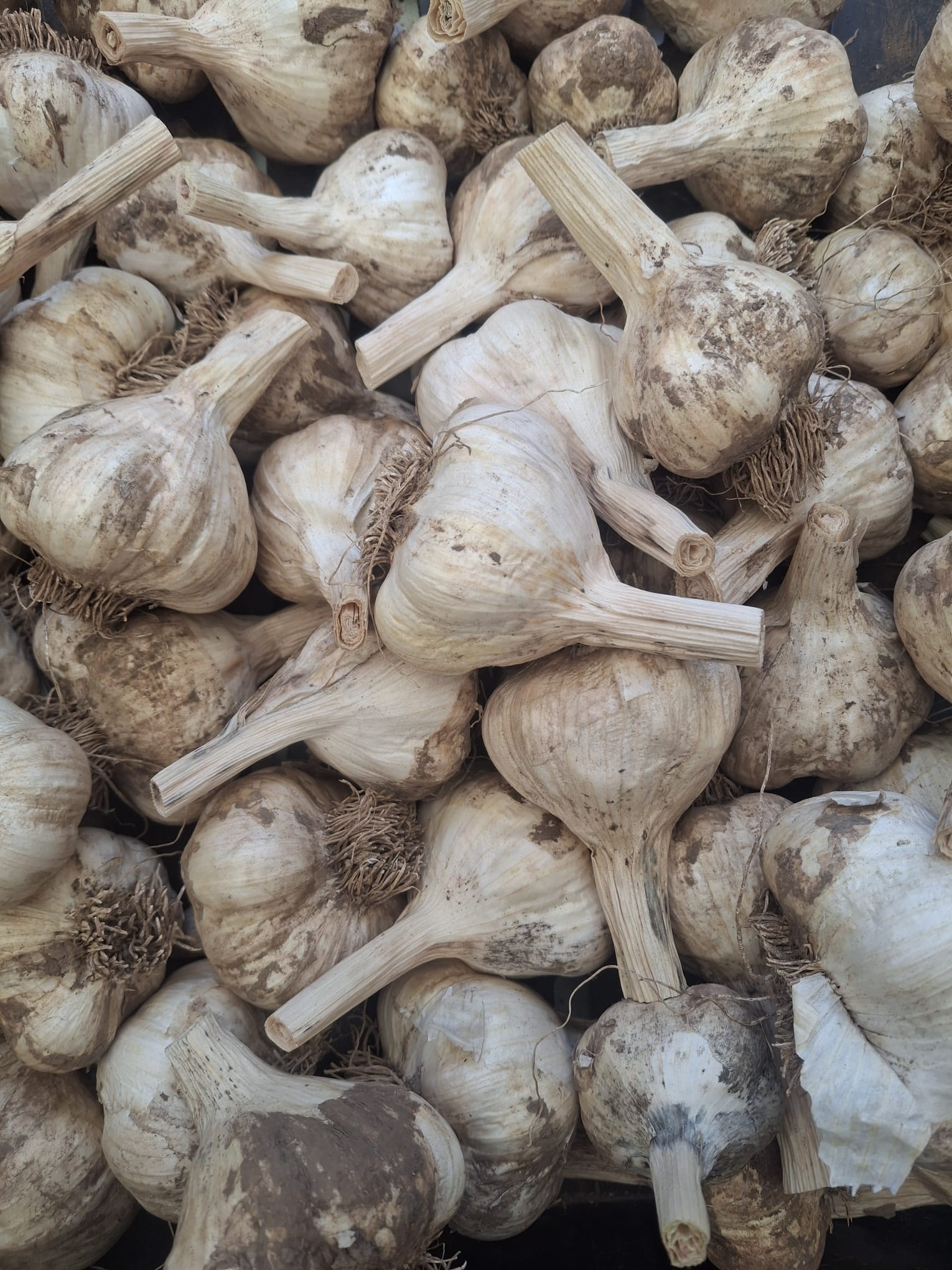 Garlleg / Garlic