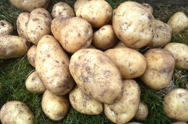Potatoes - Charlotte (NEW)