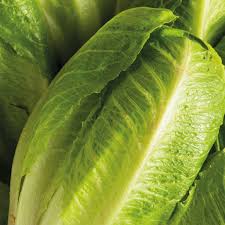 PYO Cos Lettuce