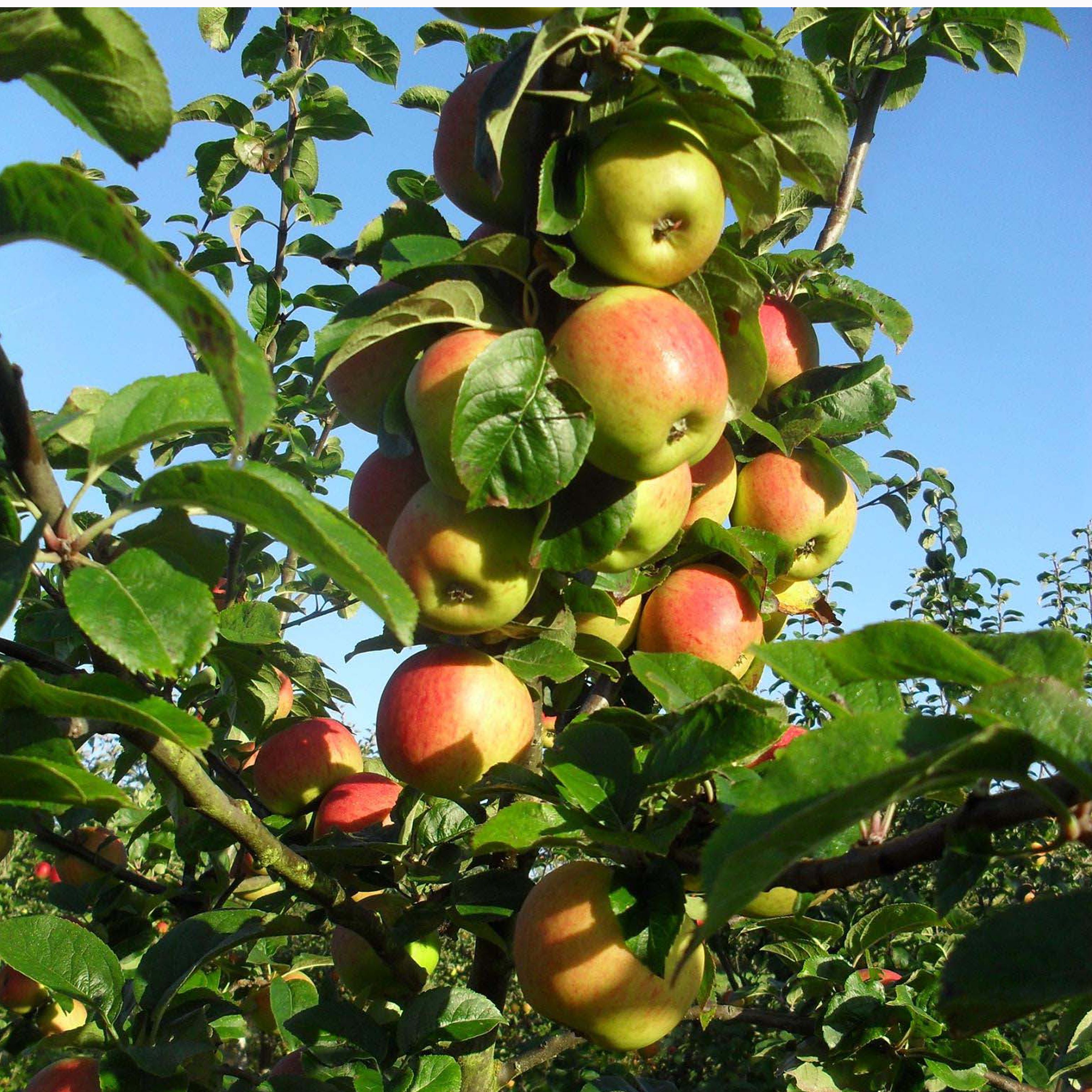 Image of Other projects