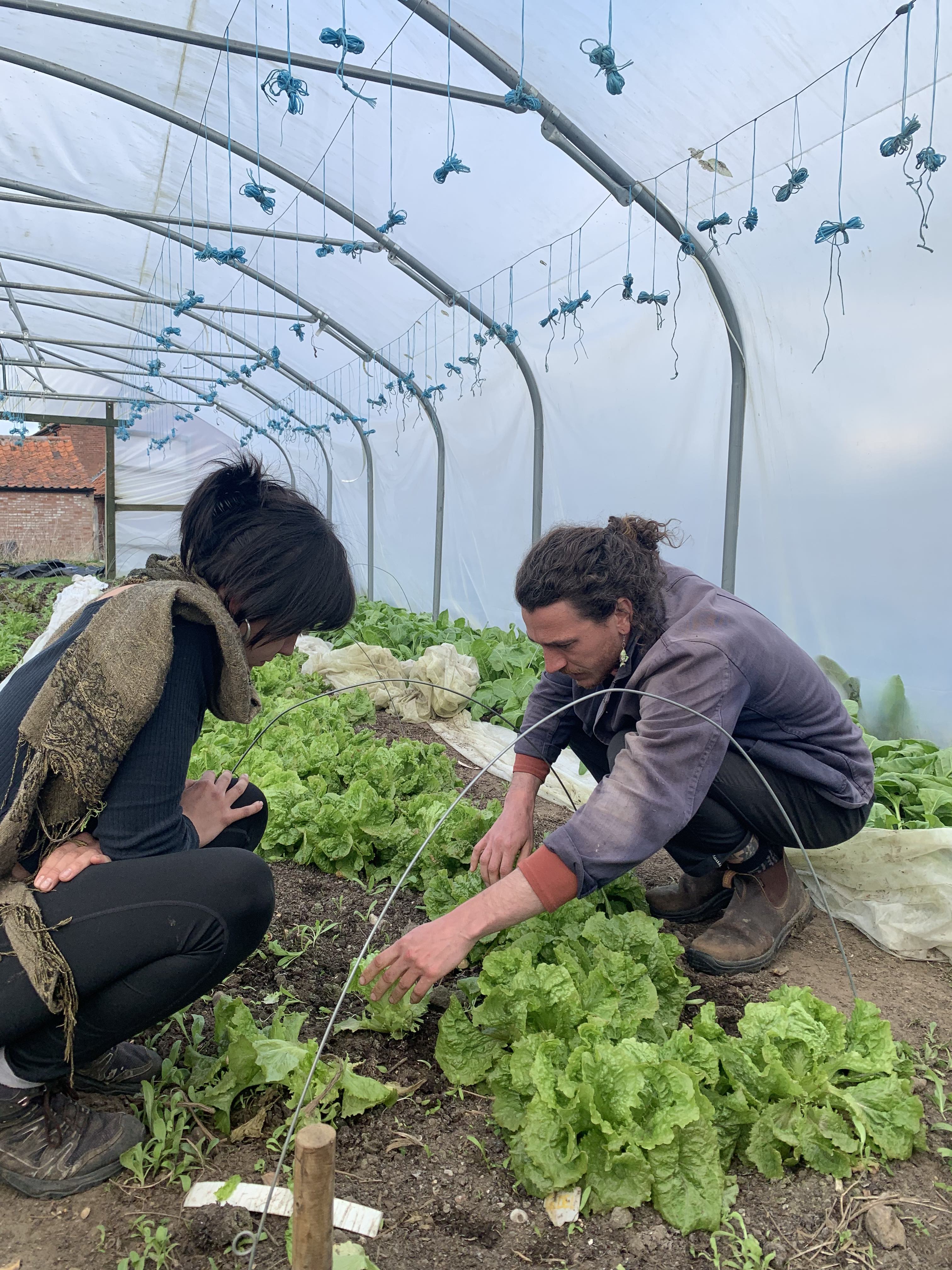 Image of Our Market Garden