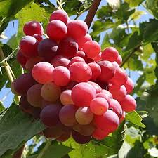 PYO Grapes - Red Globe