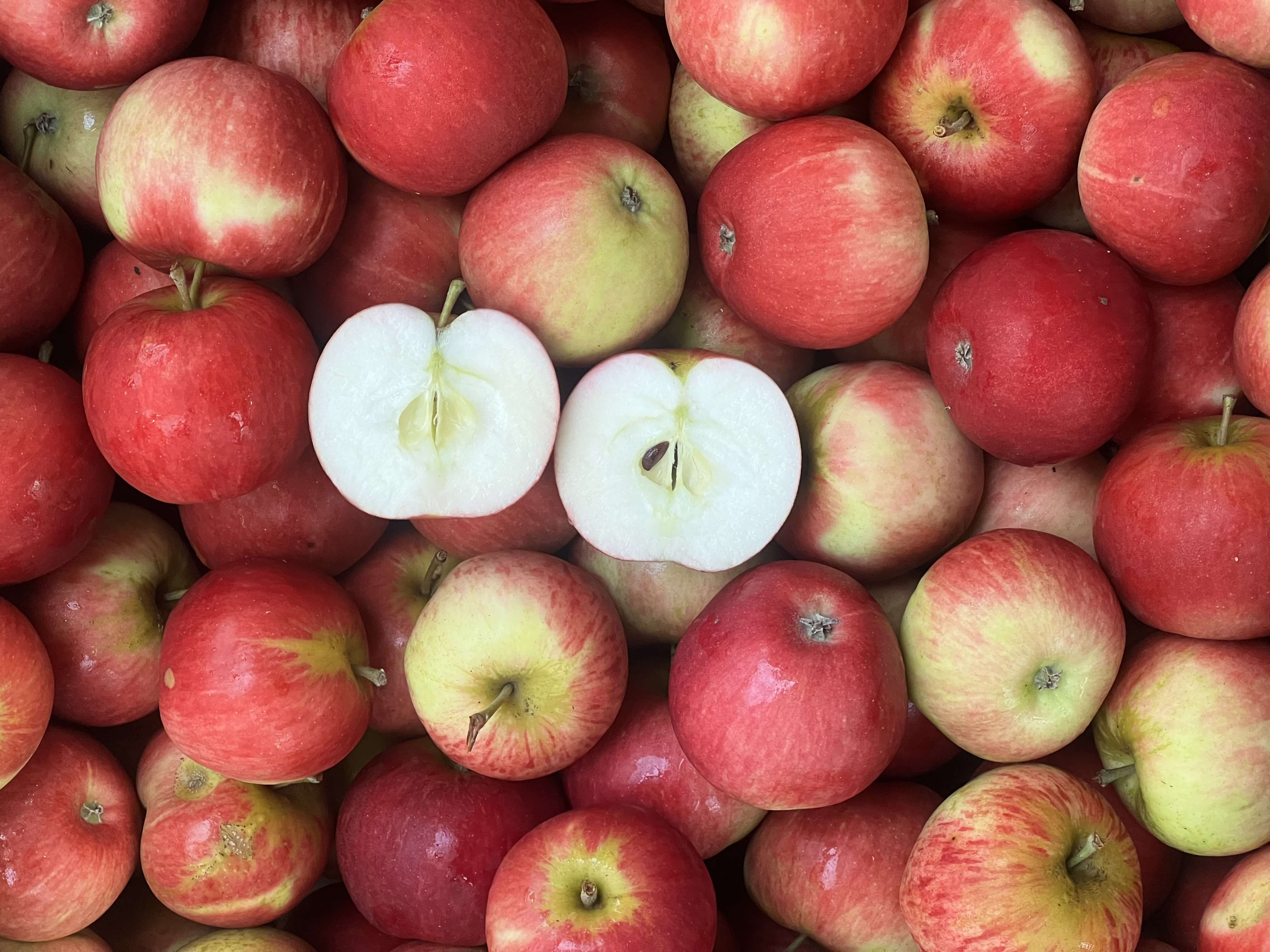 Apples (discovery)