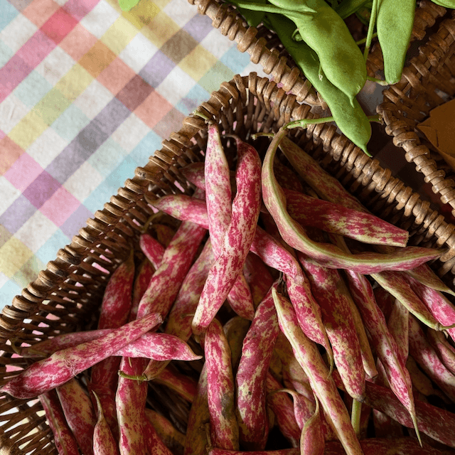 Borlotti Beans