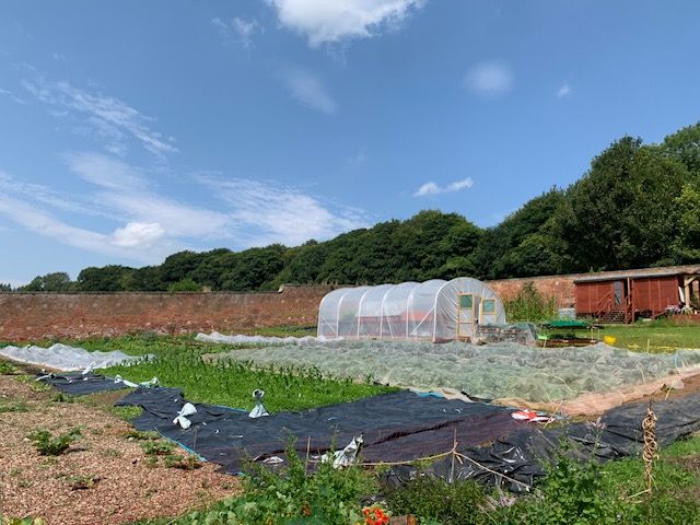 Image of Squash - Patty Pan LP