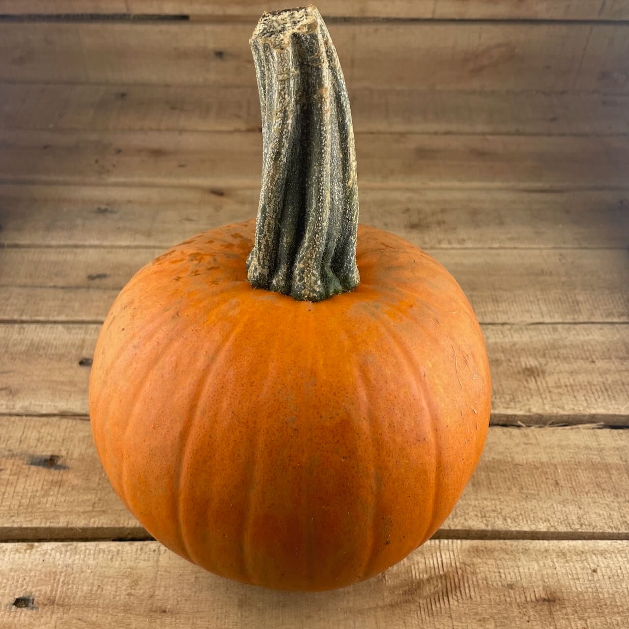 Cinnamon Girl Pumpkin
