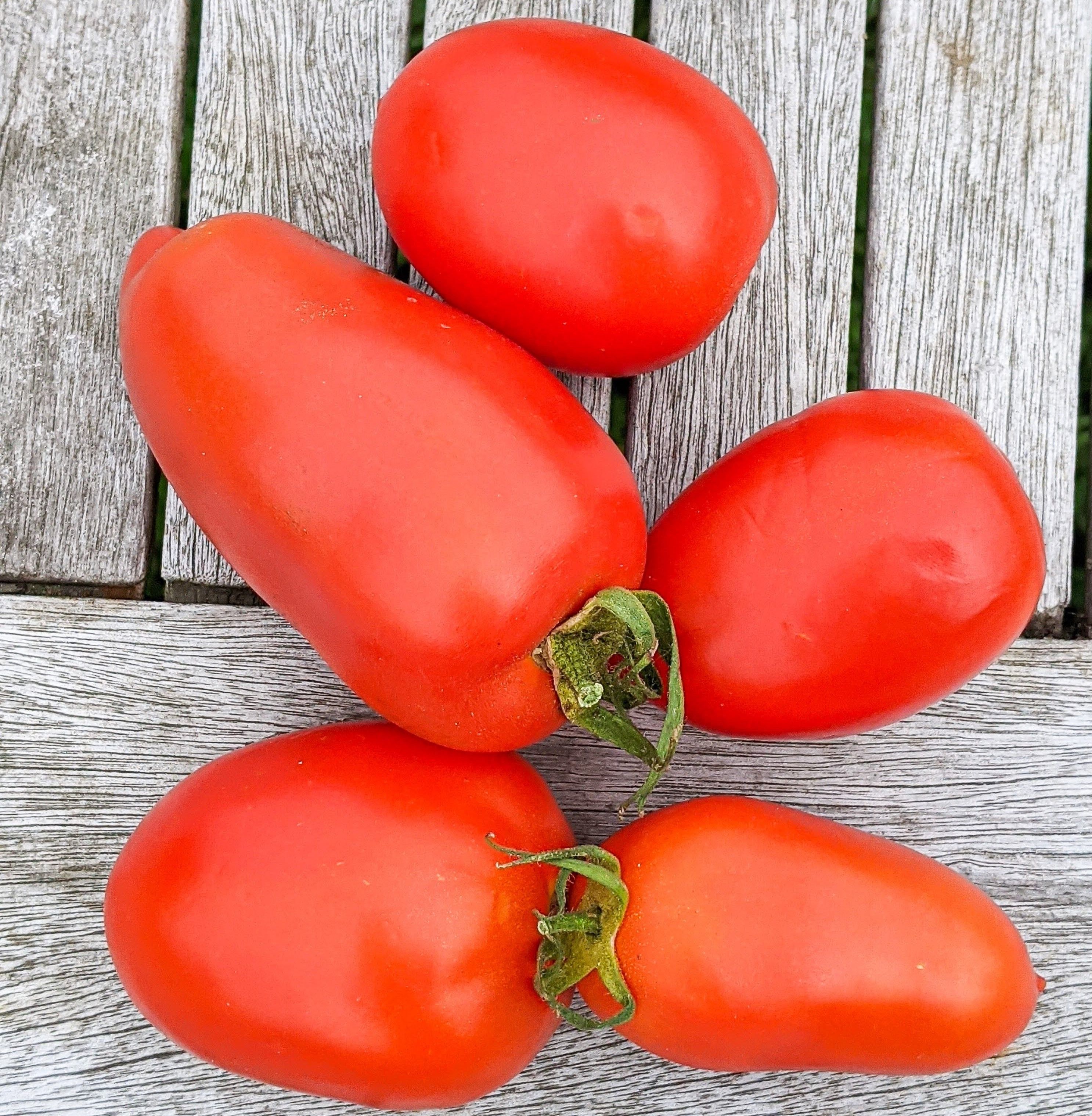 Image of Plum tomatoes