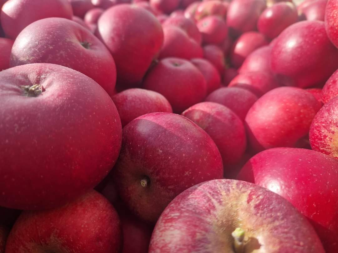 Image of Rosette Apples x6