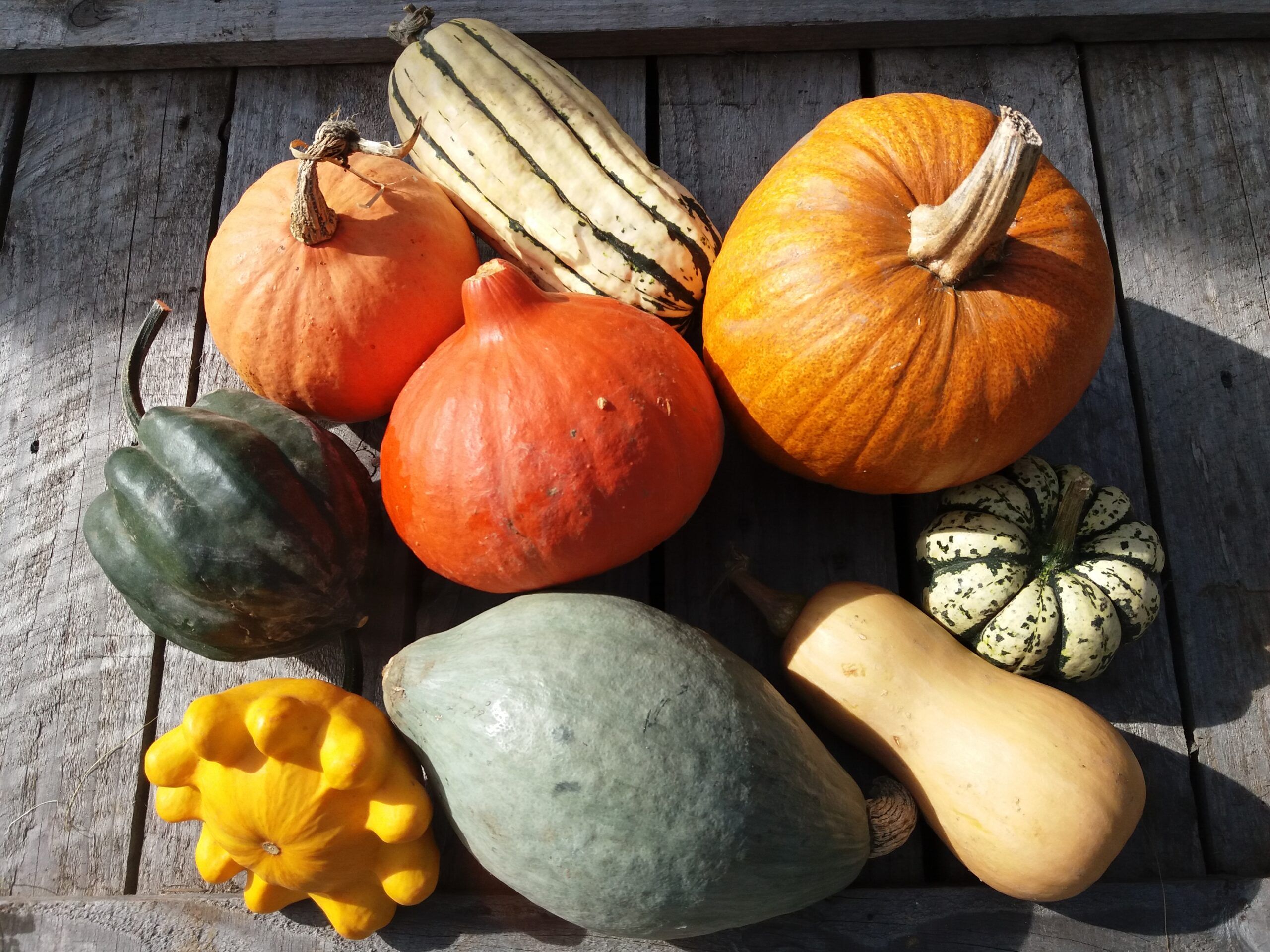 Image of Paddock Mixed Squash Box: 5kg Box