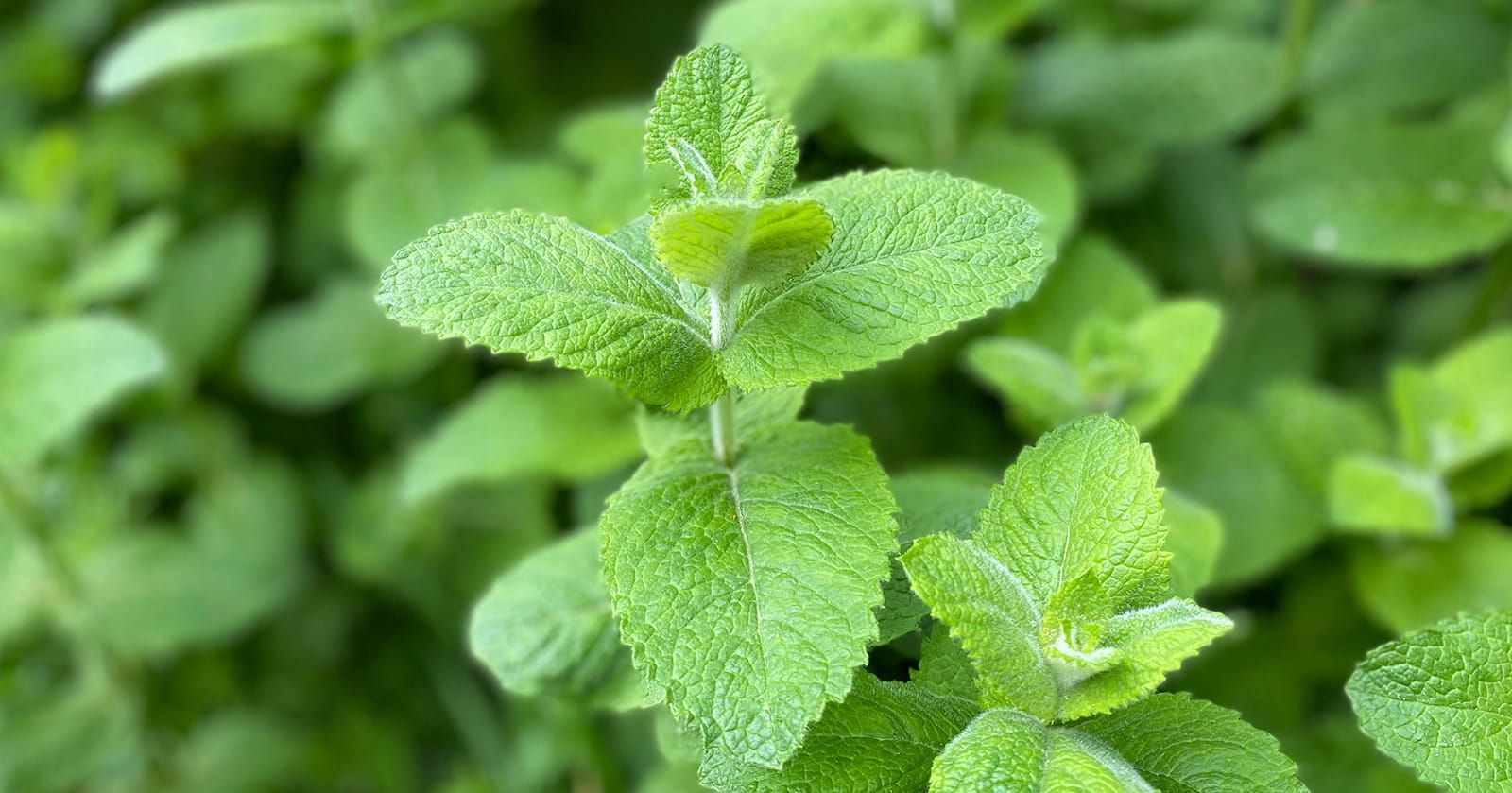 Image of Apple Mint (35g)
