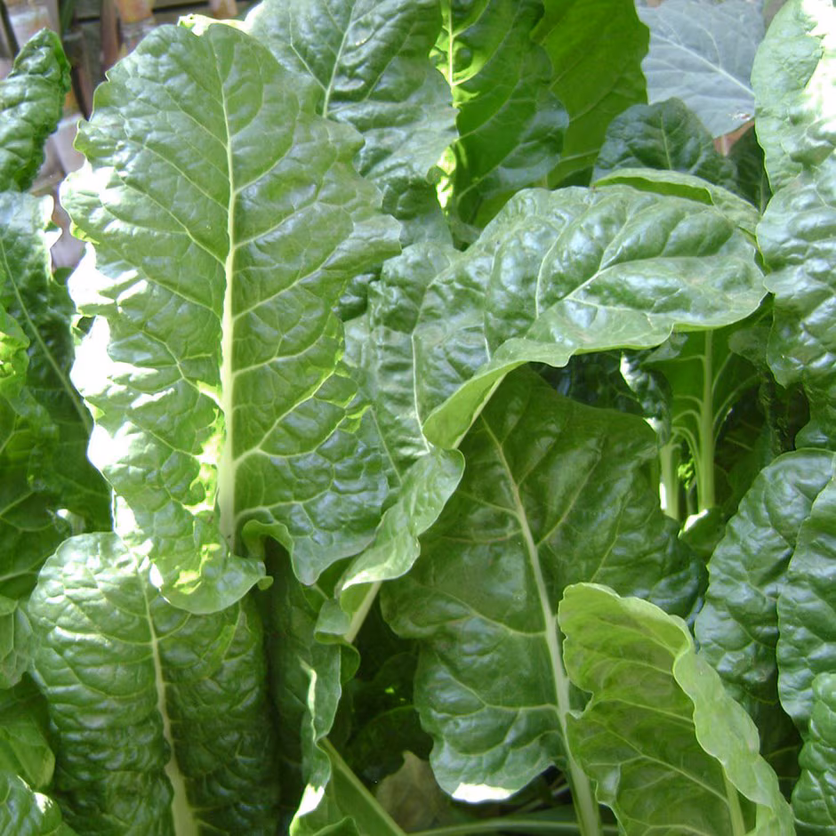 Organic Perpetual Spinach: 250g