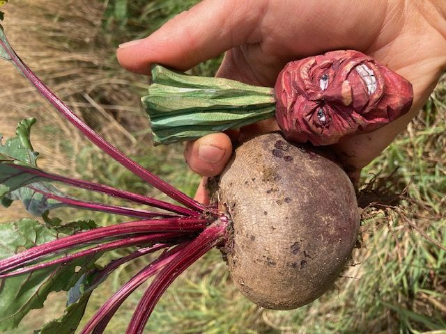 Beetroot