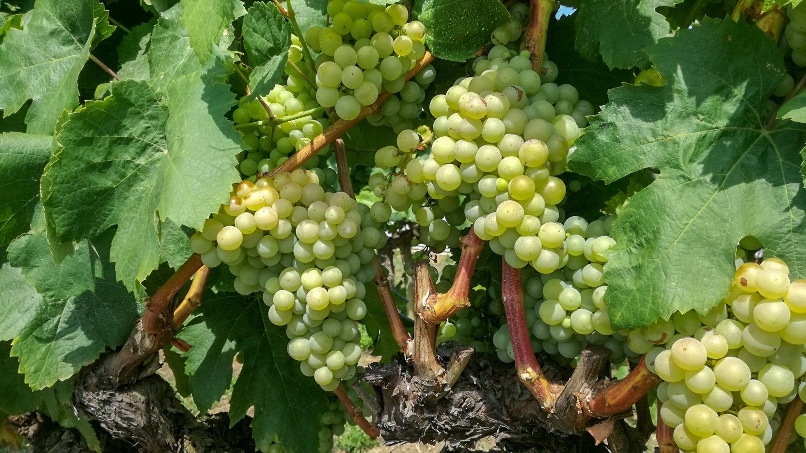 Image of Grapes 'Cotton Candy' (400g)