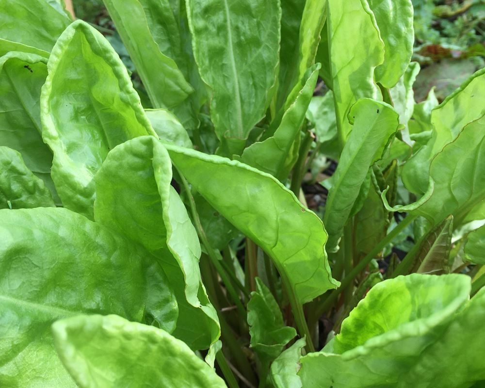 Image of French Sorrel