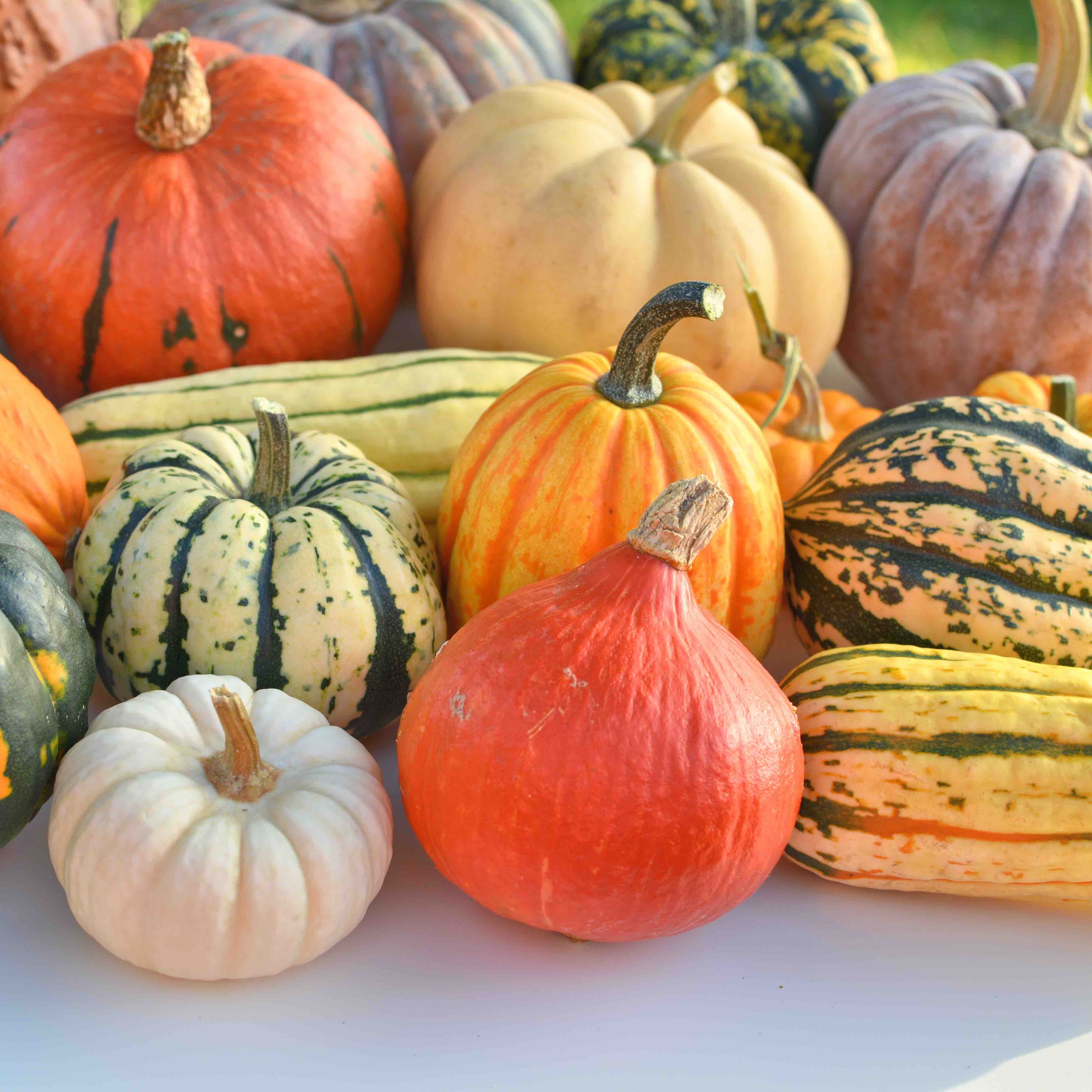 Image of Squash 'Crown Prince'