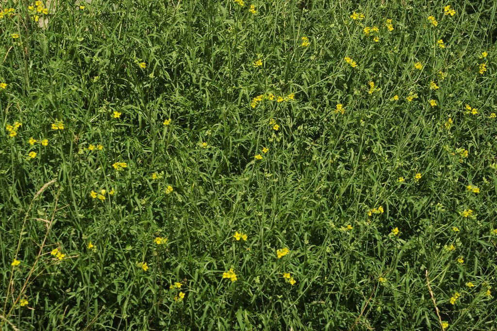 Image of Rocket (120g)