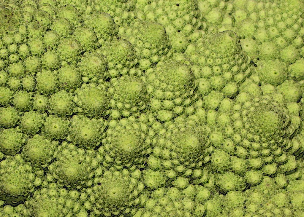 Image of Cauliflower Romanesco