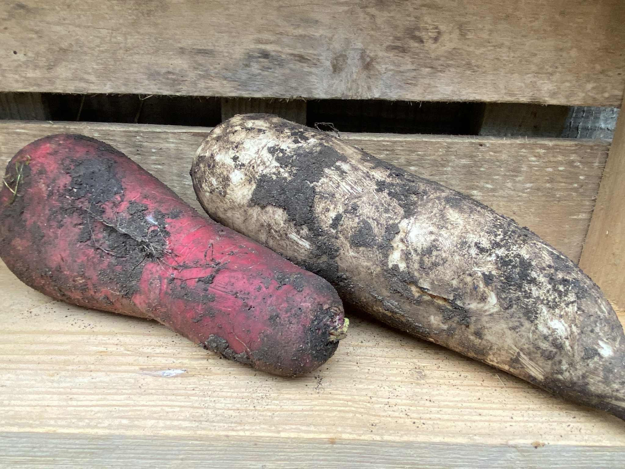 Mooli / Daikon radish