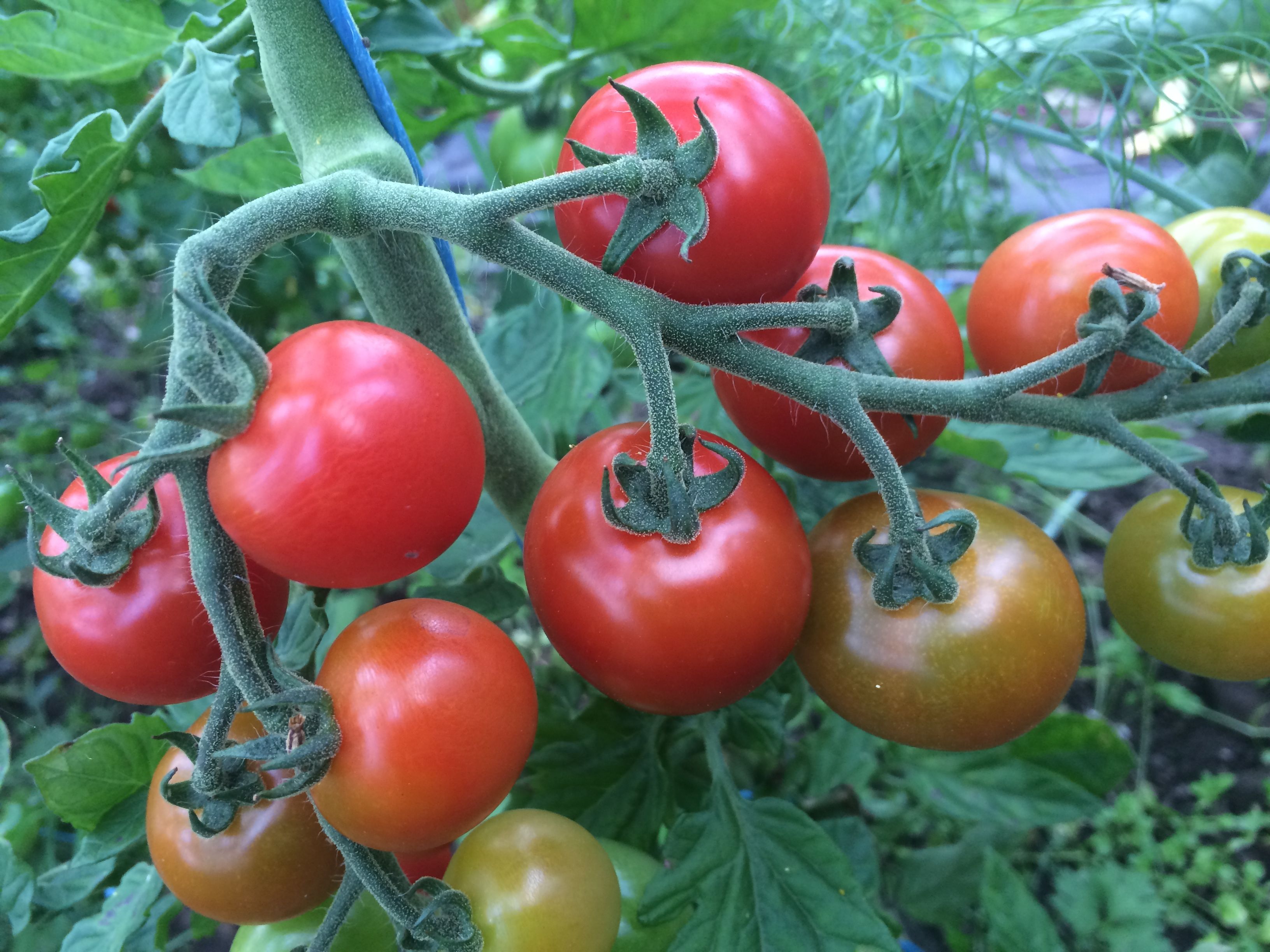 Image of Salad Veg