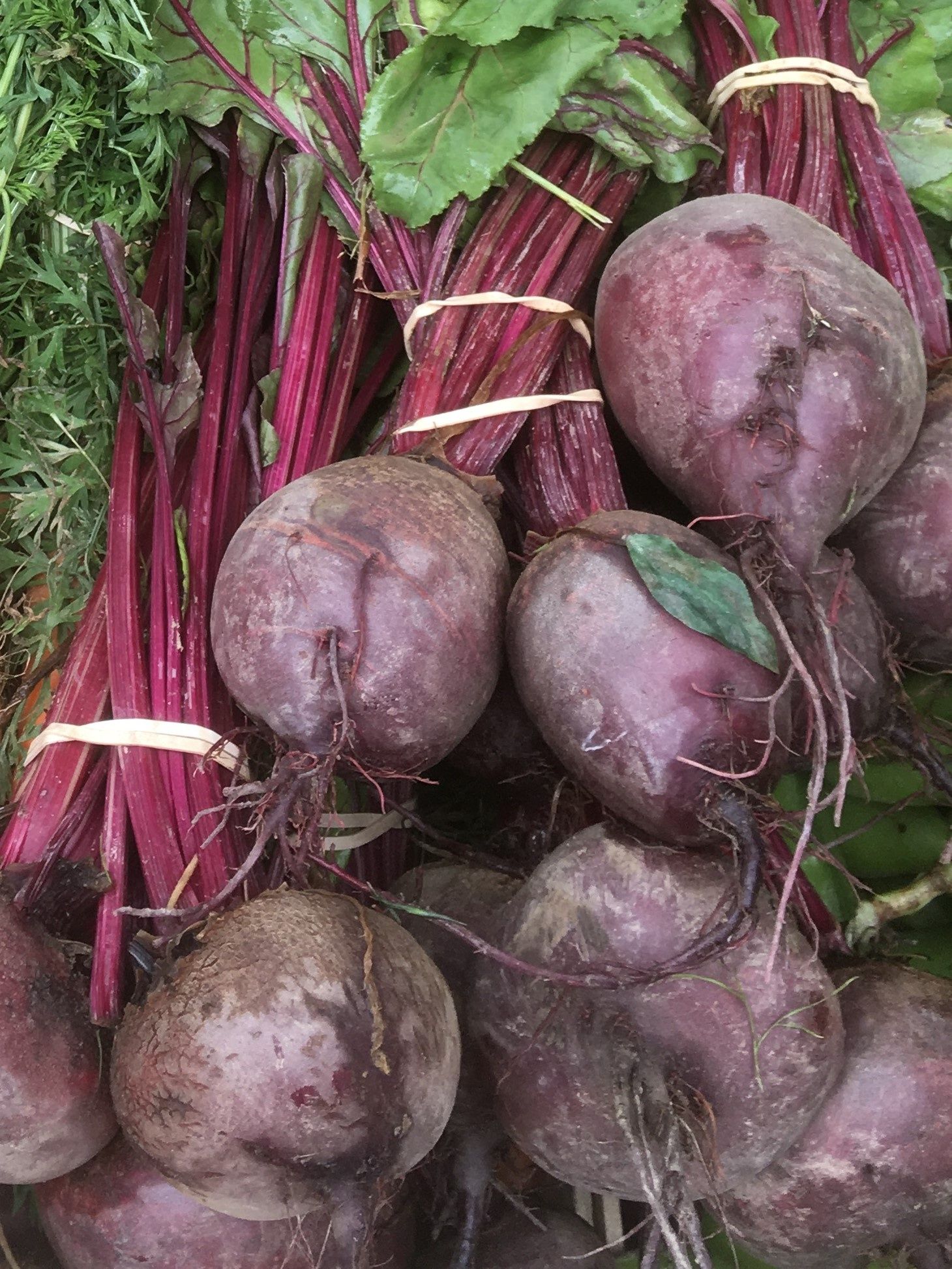 Image of Beetroot - Bunched