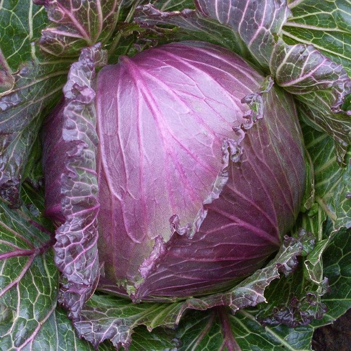 Image of Cabbage  - January King