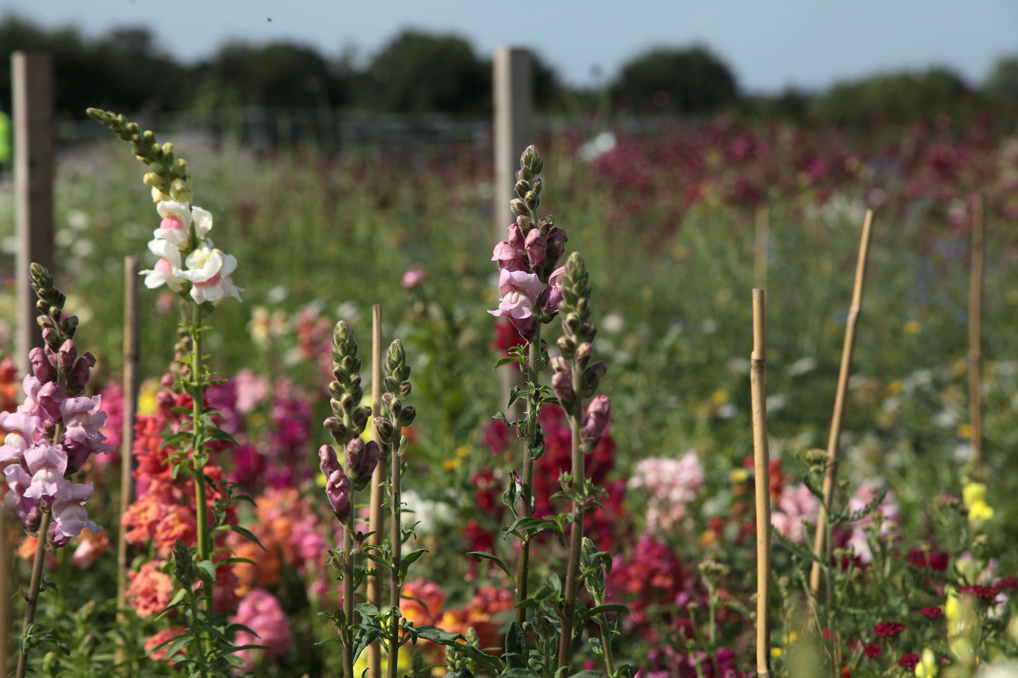 Image of Annual Flowers