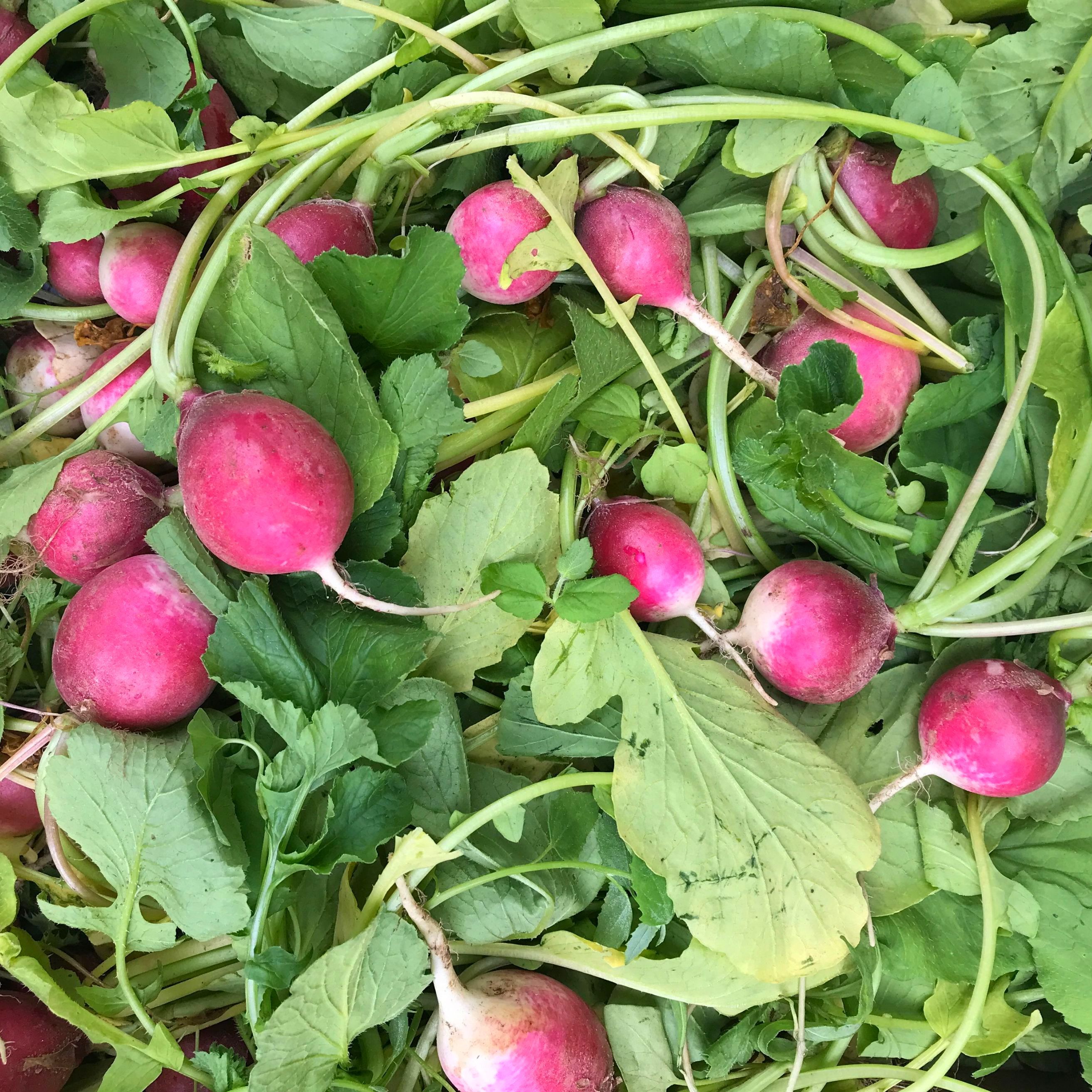 French Breakfast radishes