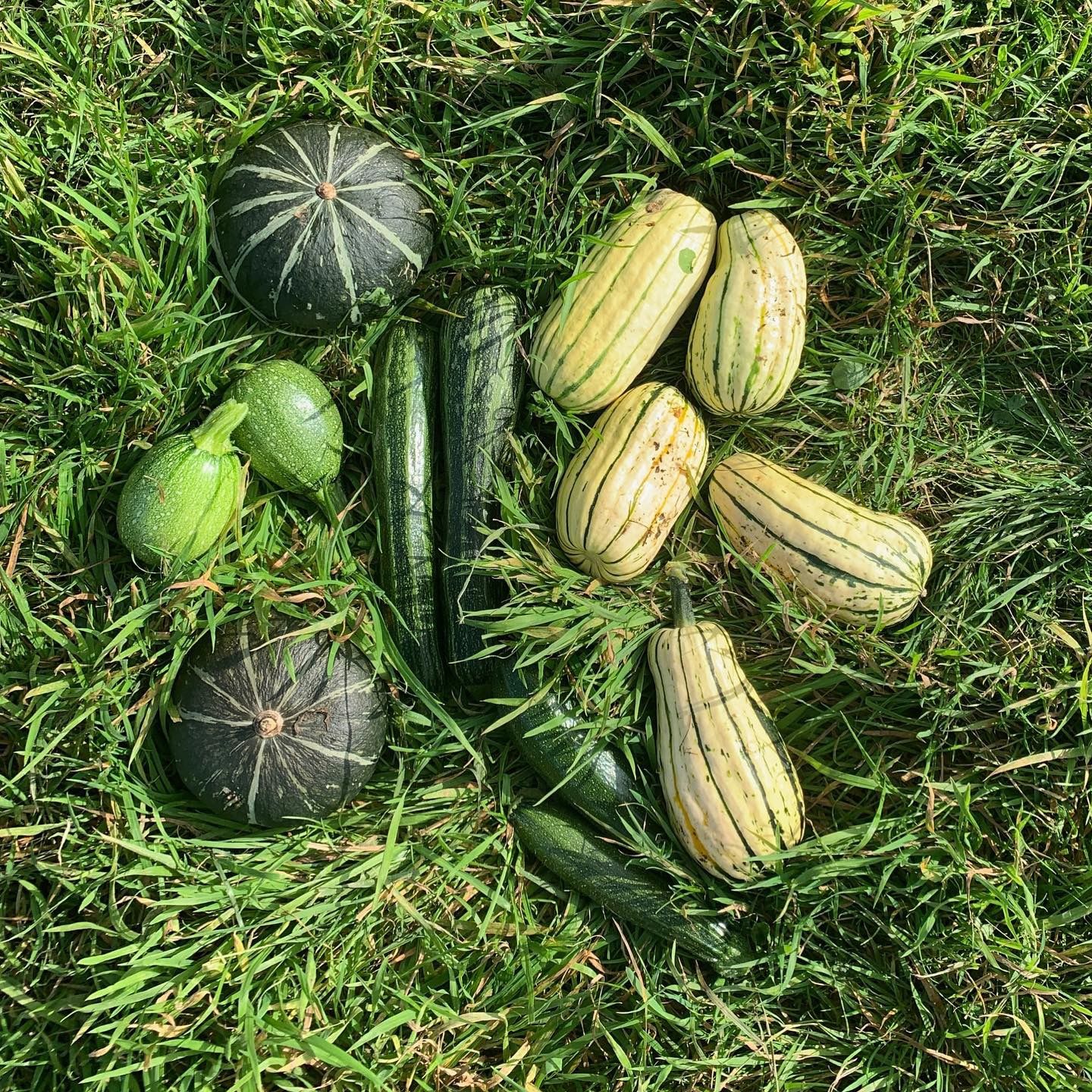 Courgettes