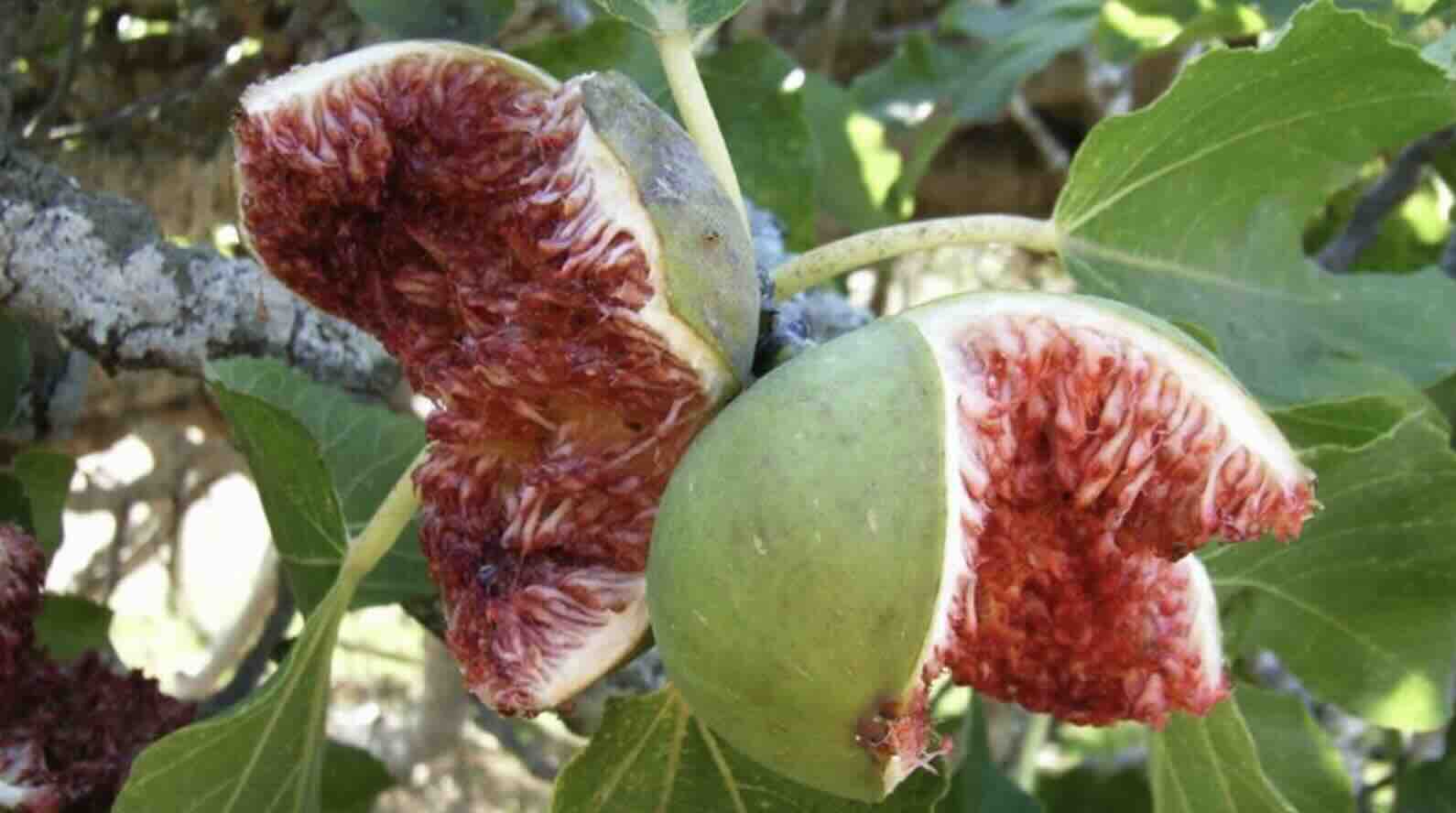 Image of Figs 'Black' (250g)