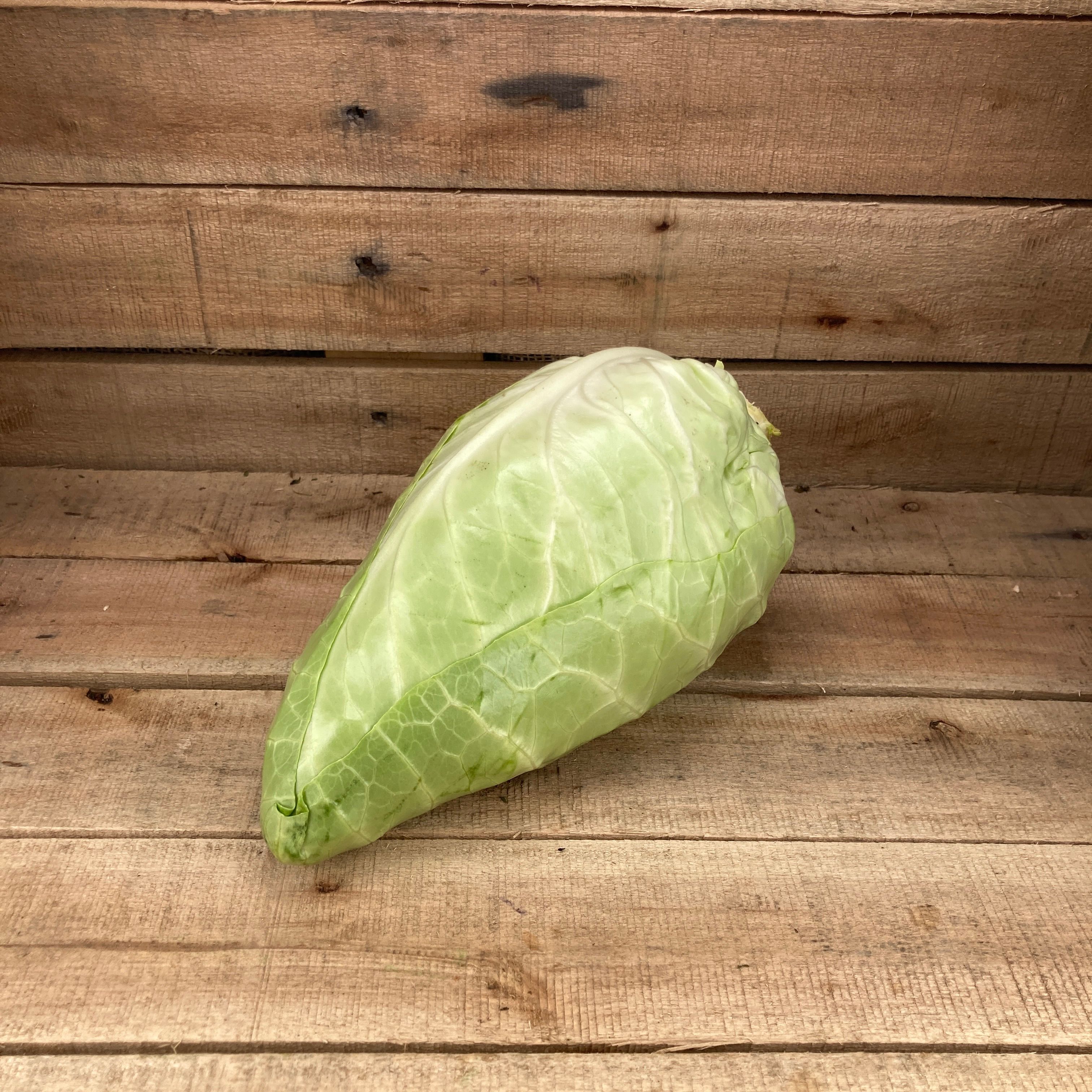 Pointed Cabbage