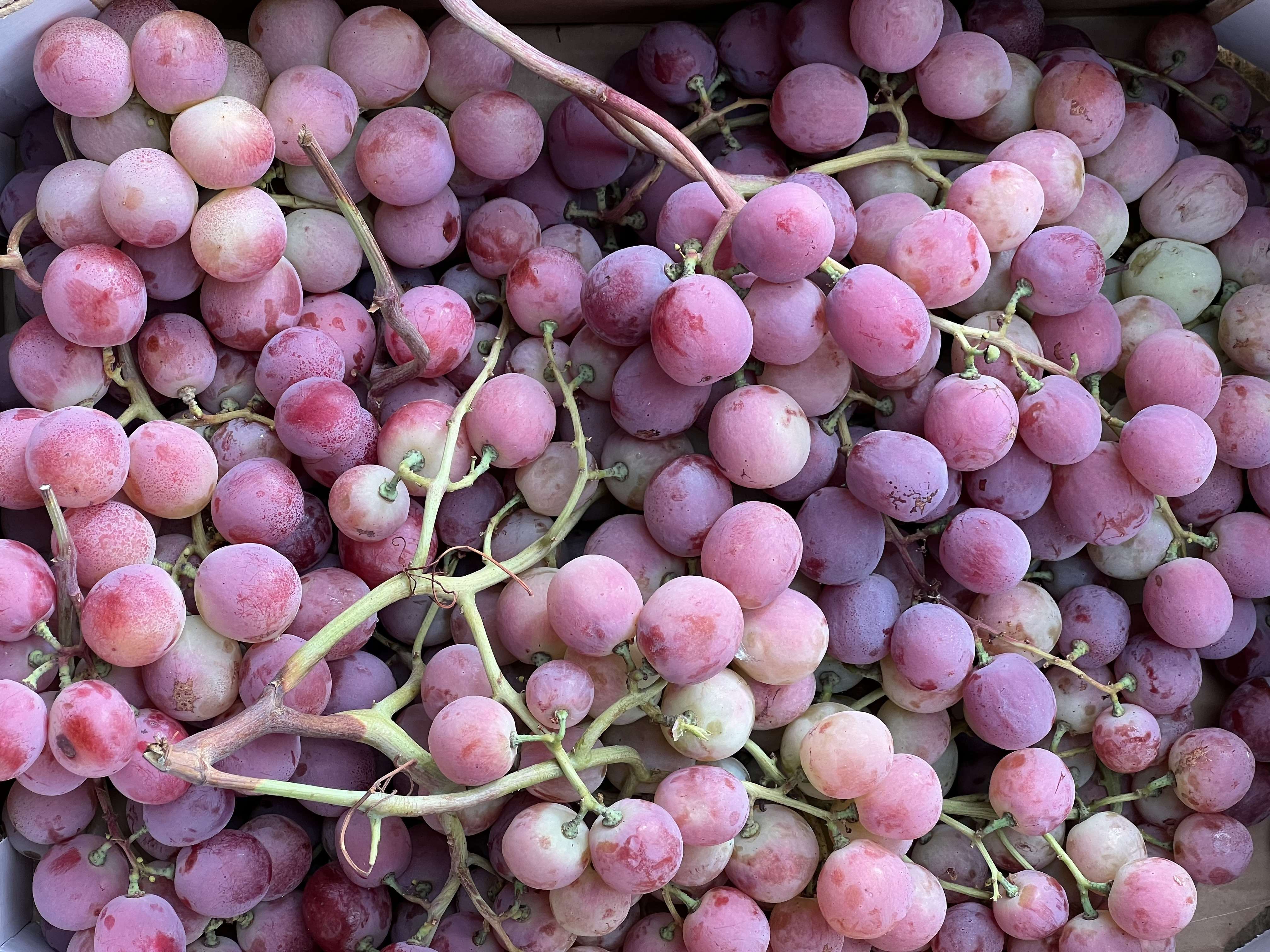 Red Seeded Grape (out of stock)