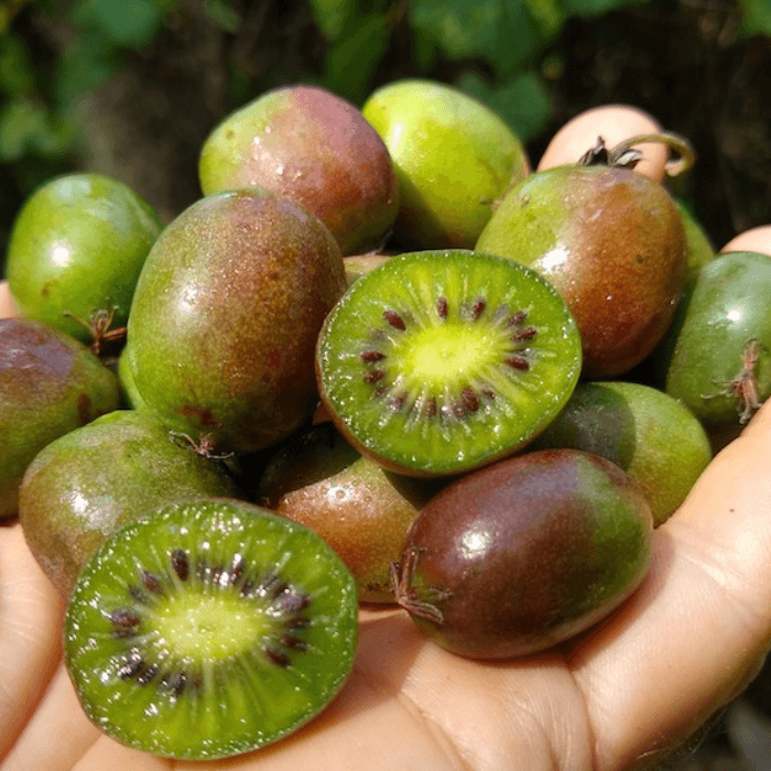 Kiwi-Berries (125g)