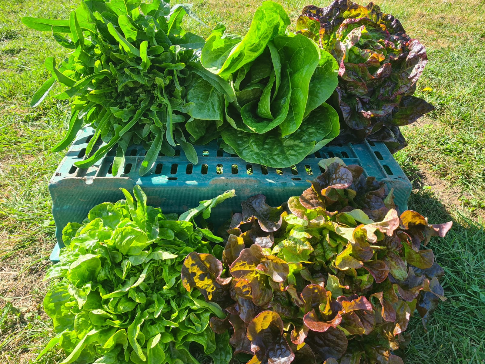 Image of Lettuce
