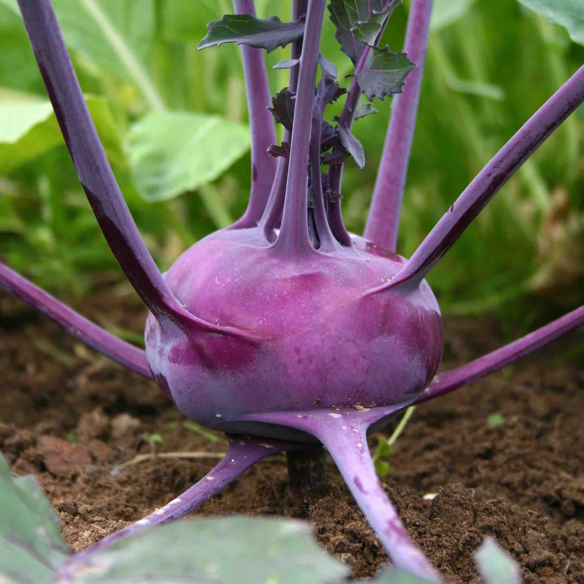 Kohlrabi Purple
