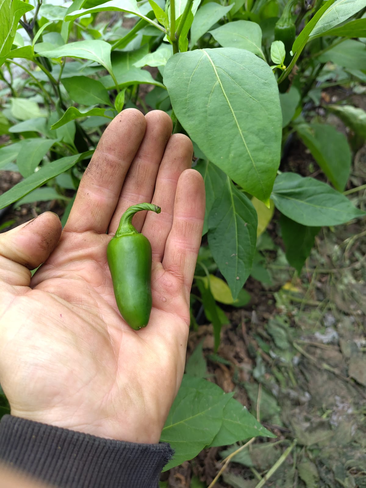 Jalapeno chilli