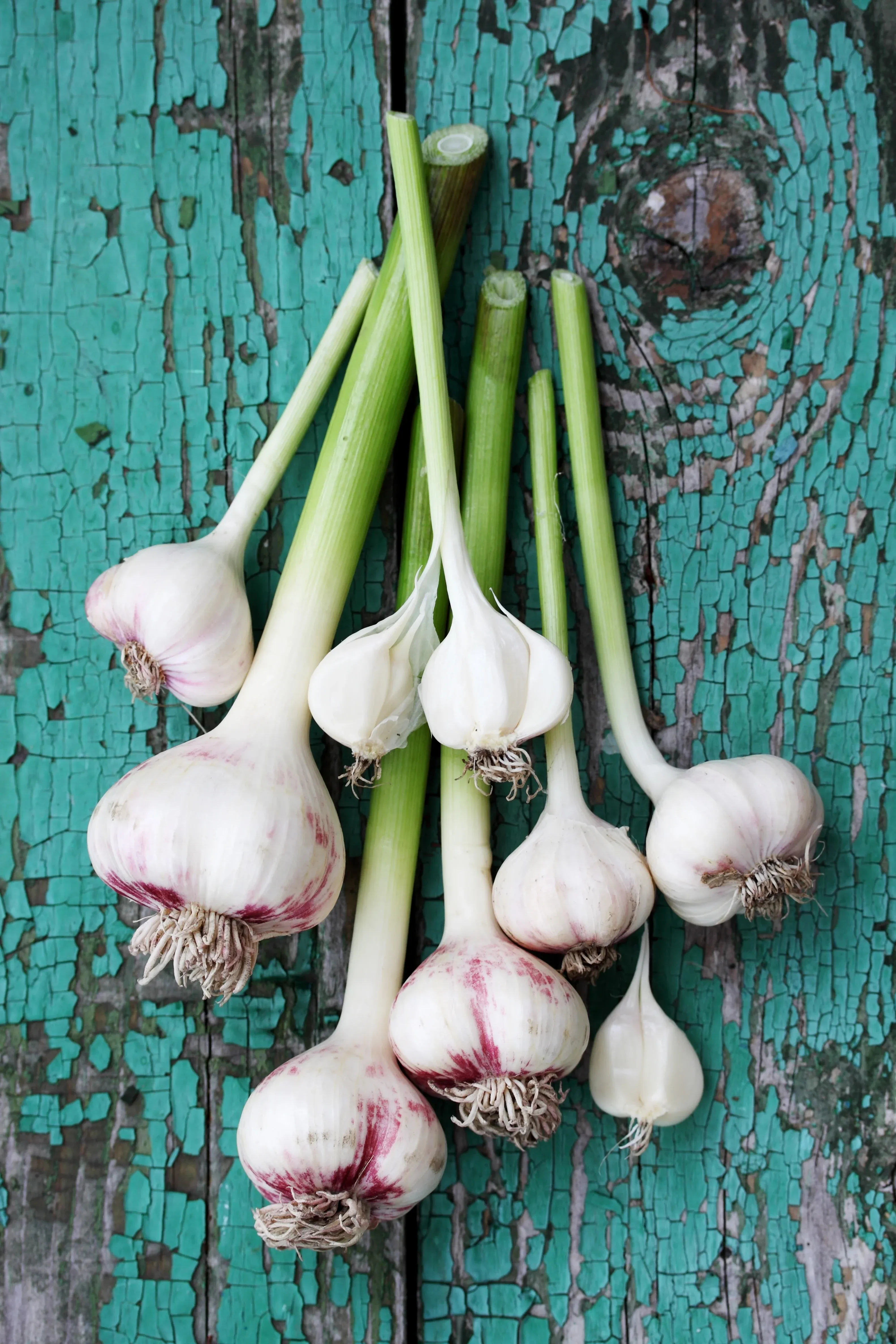 Image of Organic Garlic: per large head UK grown
