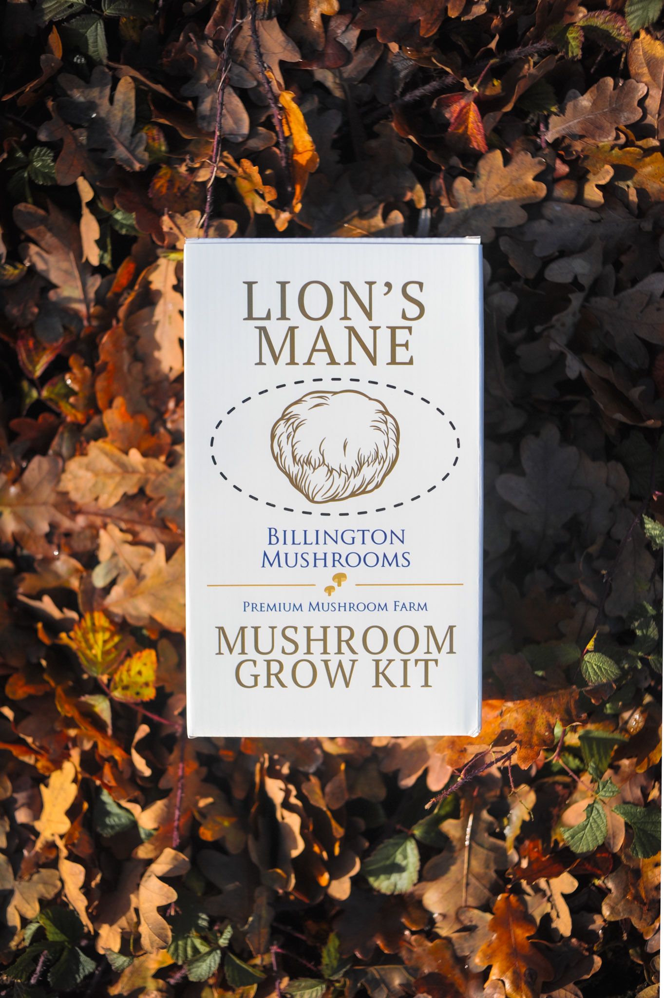 Mushroom Grow Kit Lion's Mane