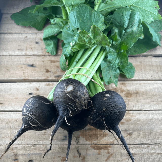 Black Spanish Radish