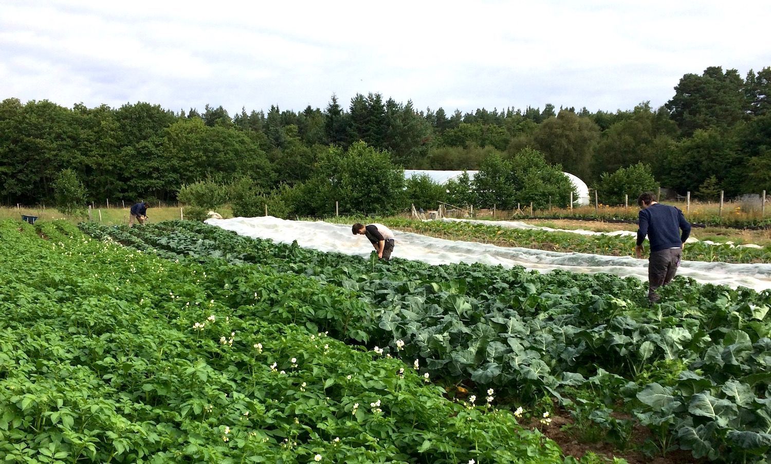 Image of From The Croft