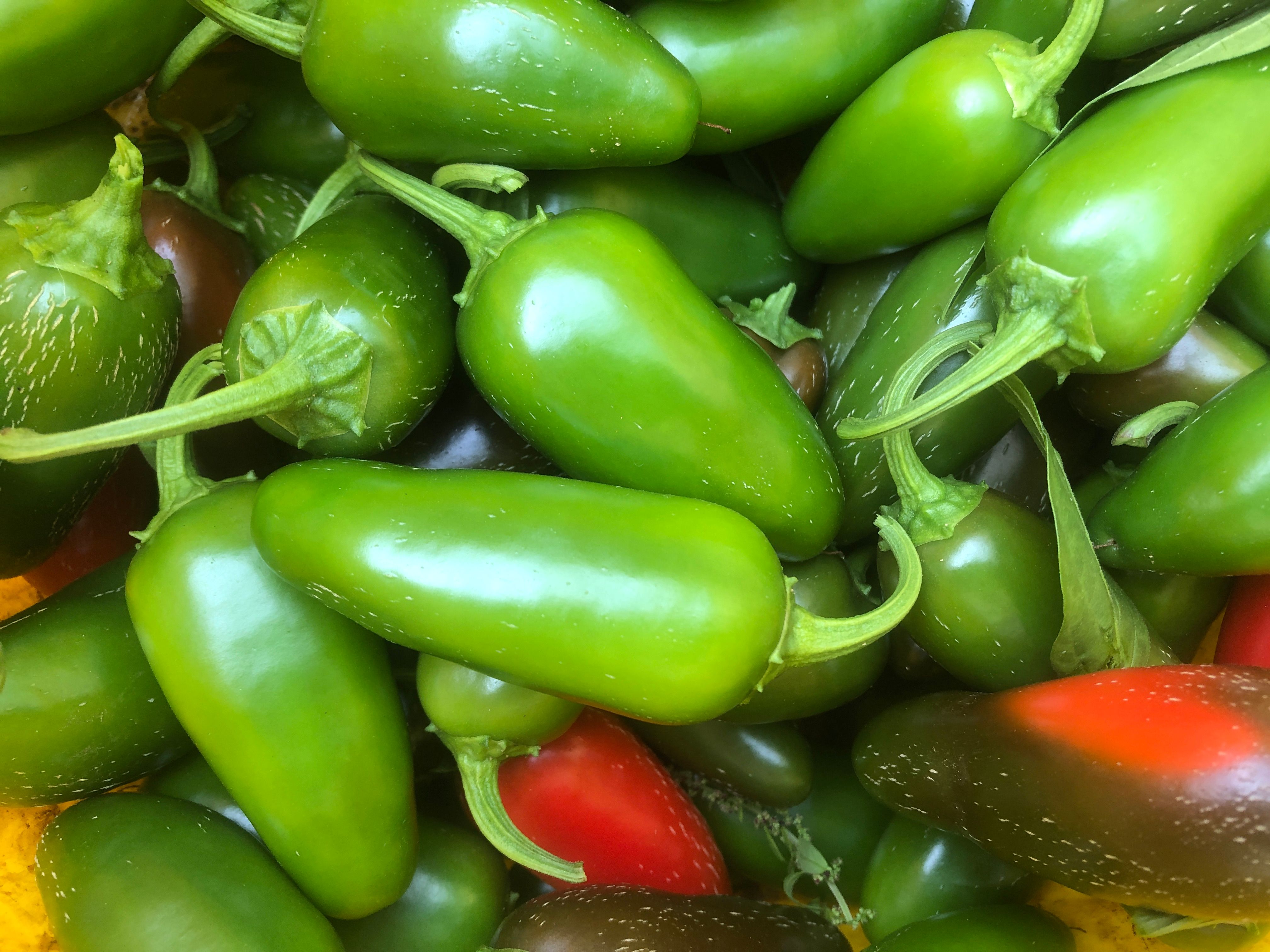 Chilli - Jalapeno