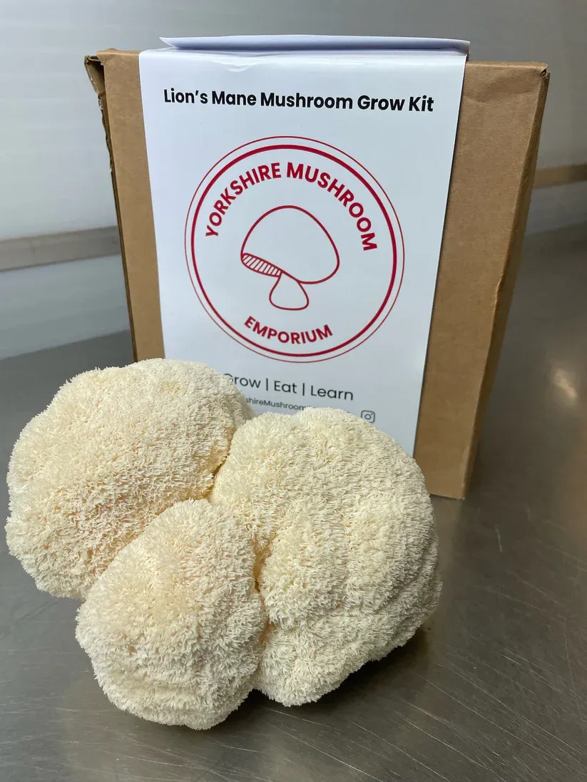 Image of Lions Mane Mushroom Grow Kit