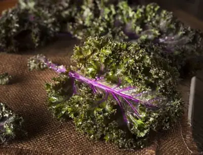 PYO Kale - Pink and Green