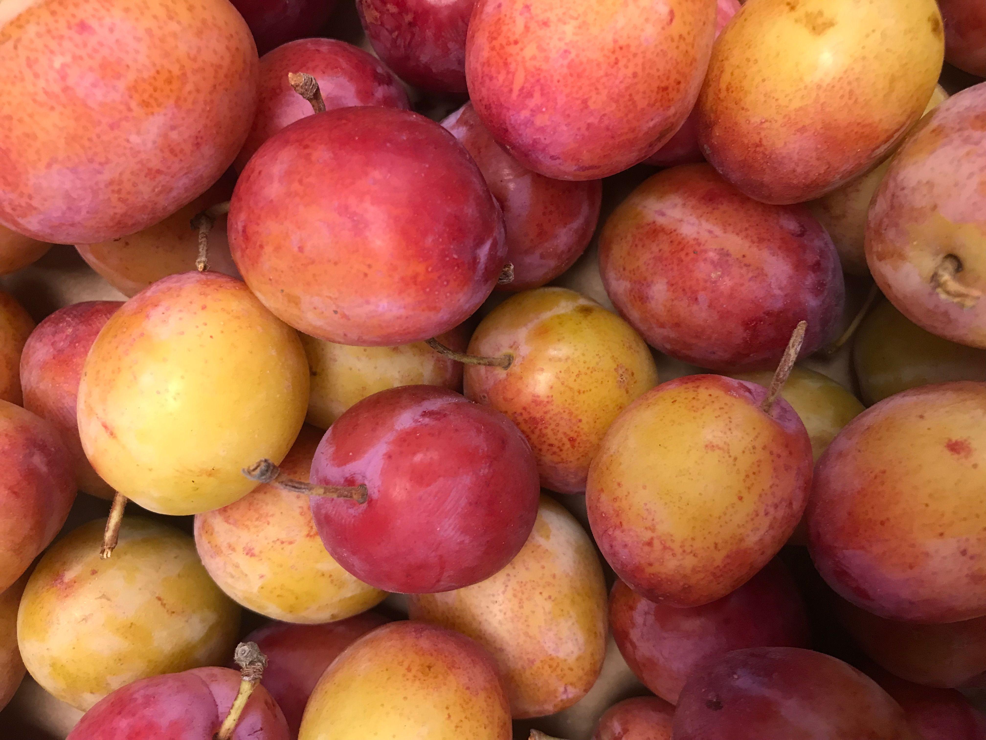 Image of Plums - Victoria