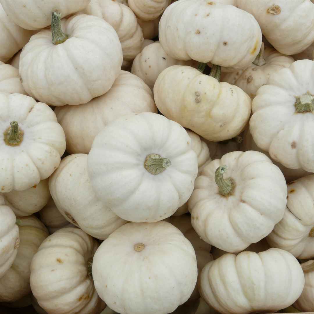 Image of Casperita Squash