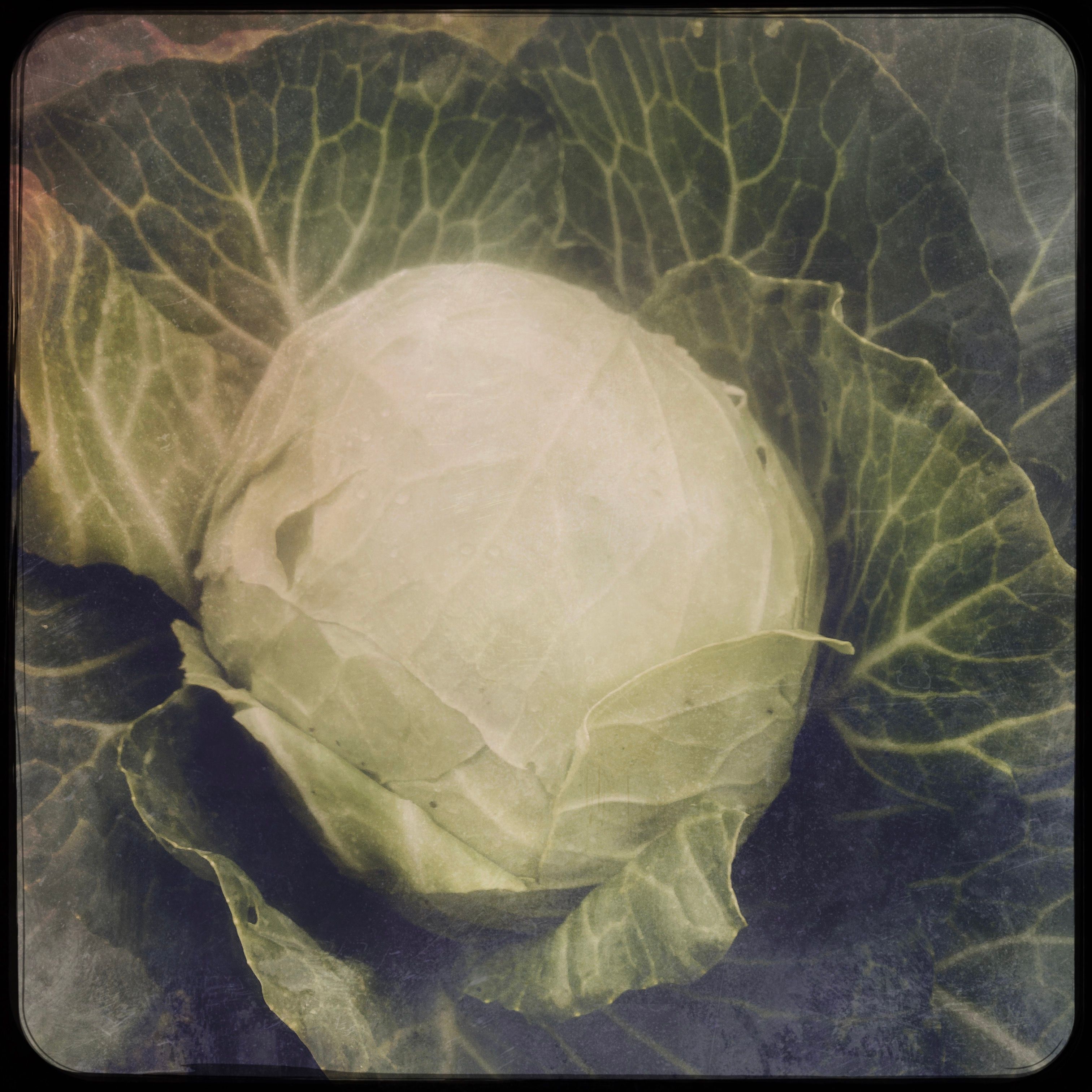 Cabbage