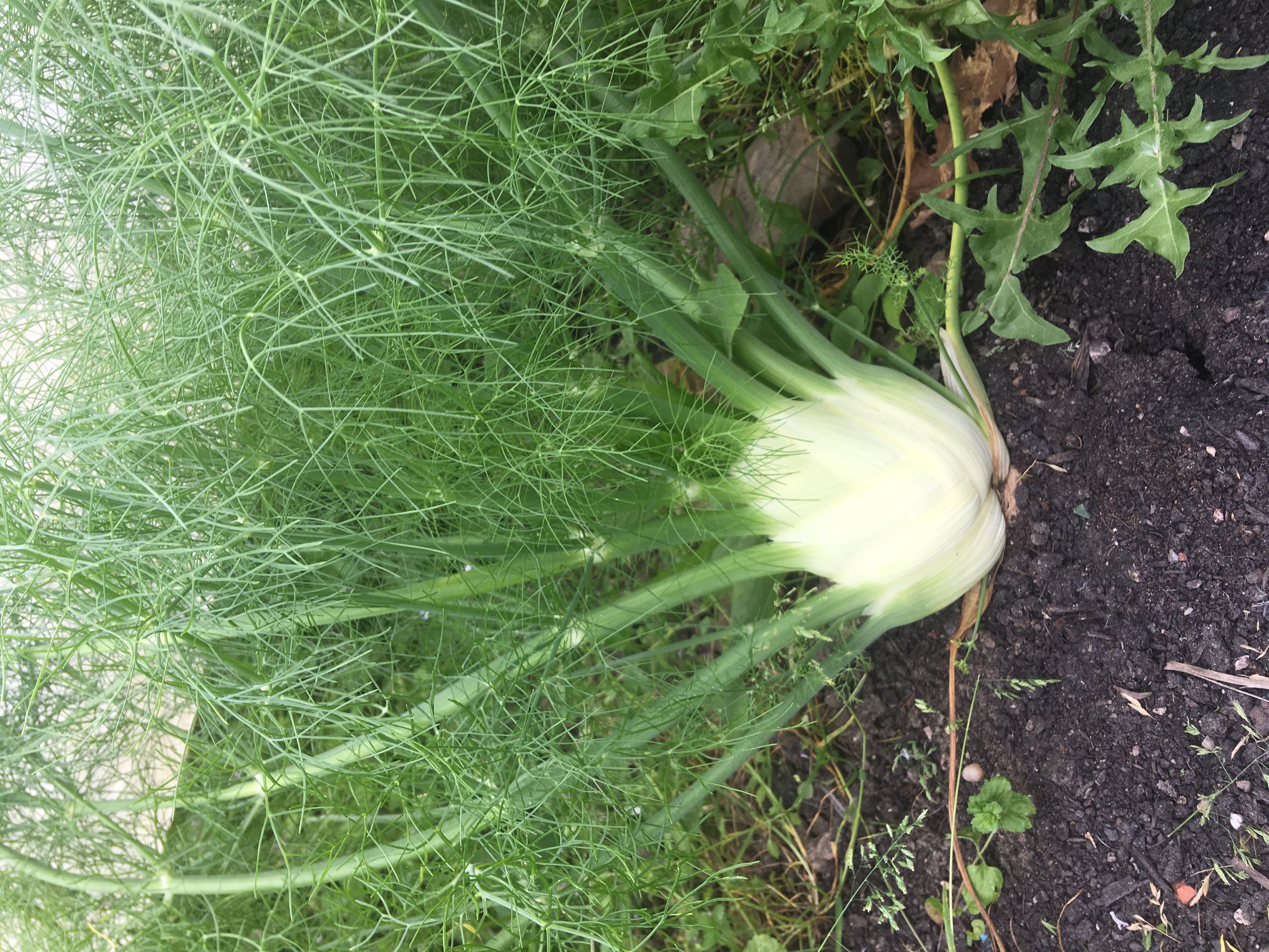Fennel 350g