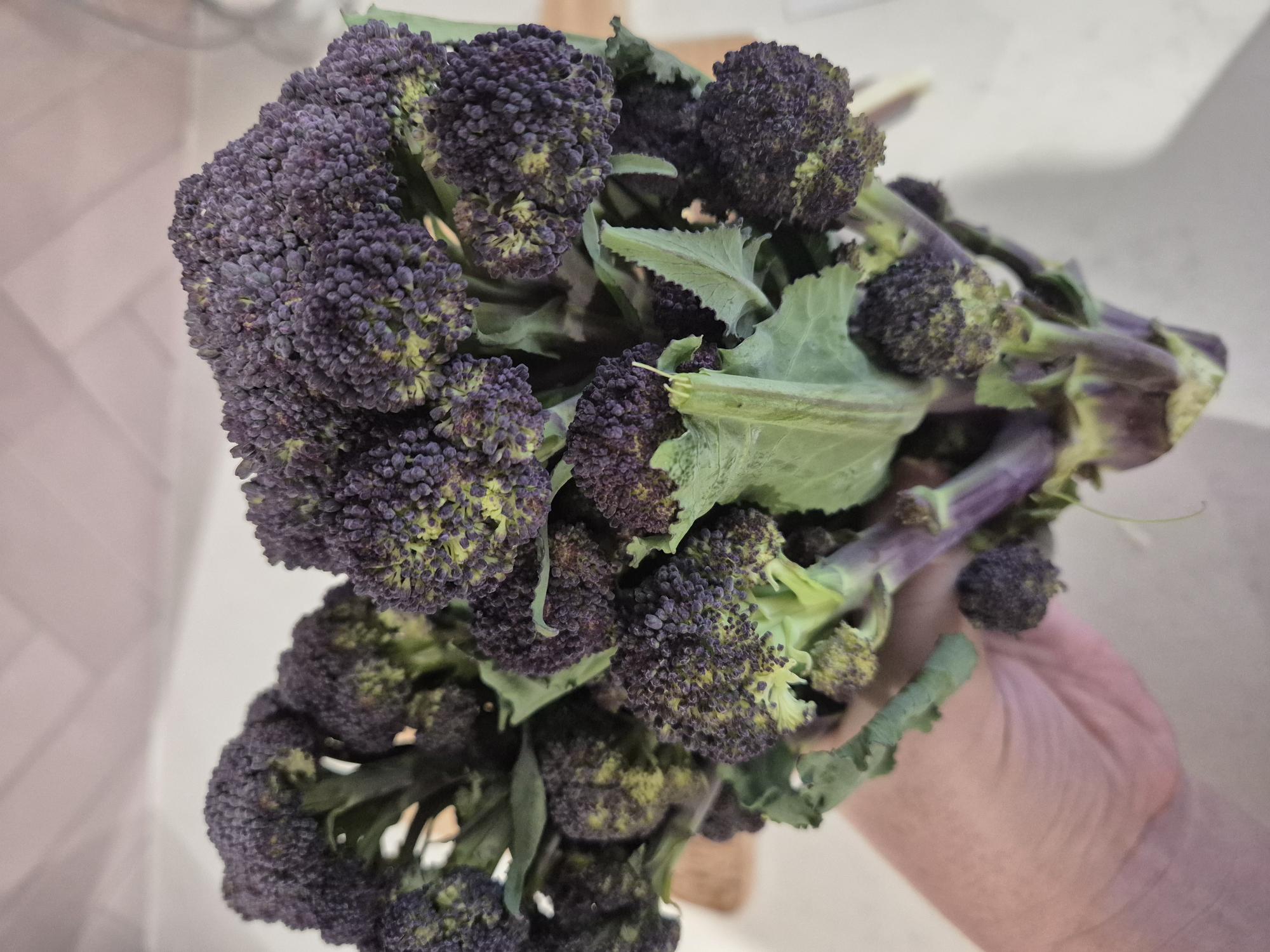 Image of Purple Sprouting Broccoli