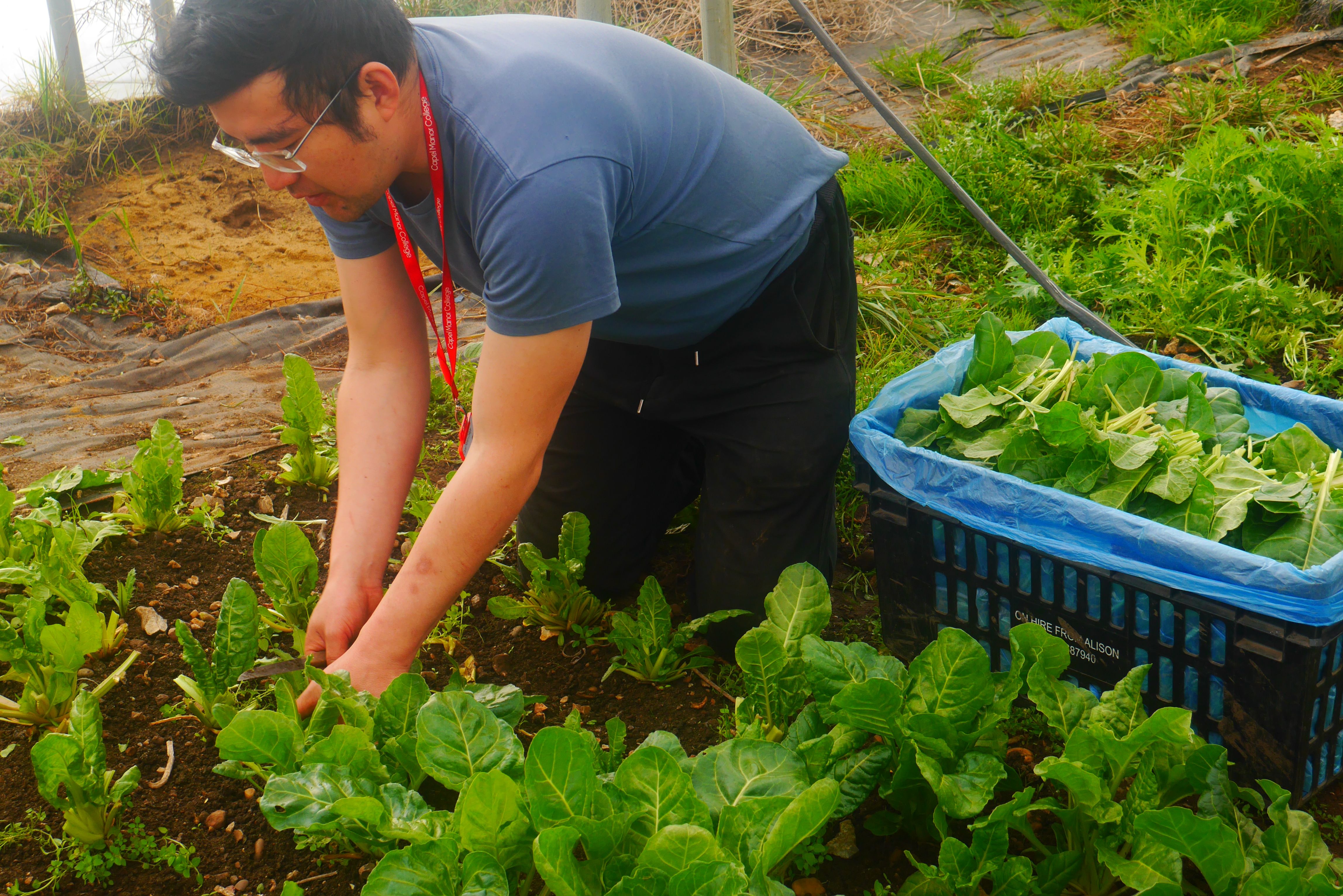 Image of Spinach (Perpetual)