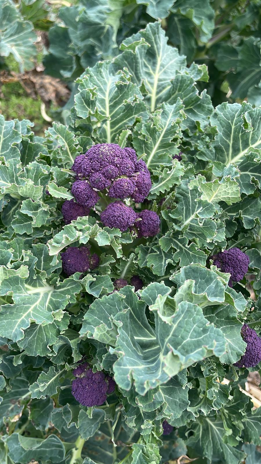 Image of Purple Sprouting Broccoli Gratin
