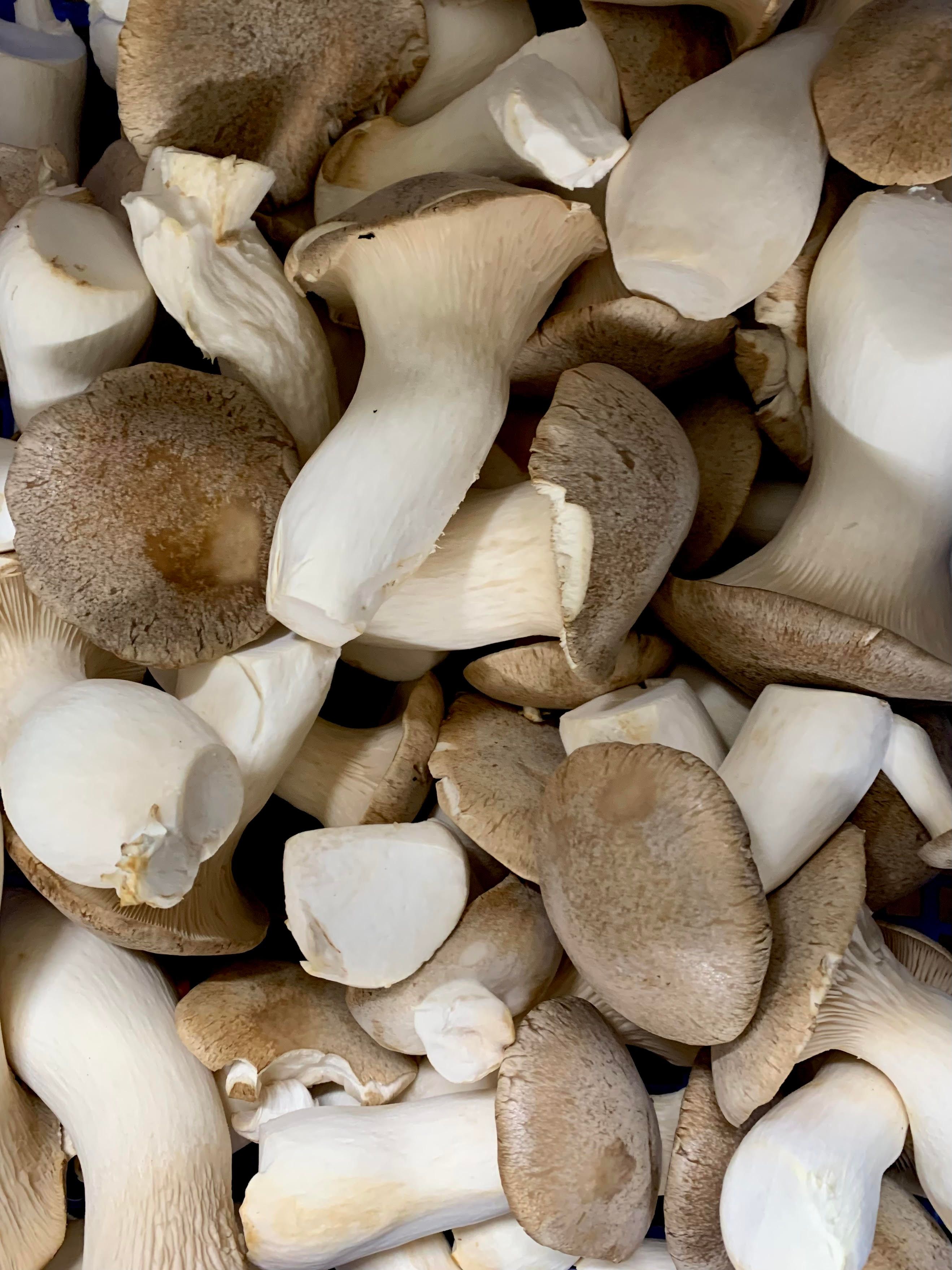 Image of King Oyster Mushroom